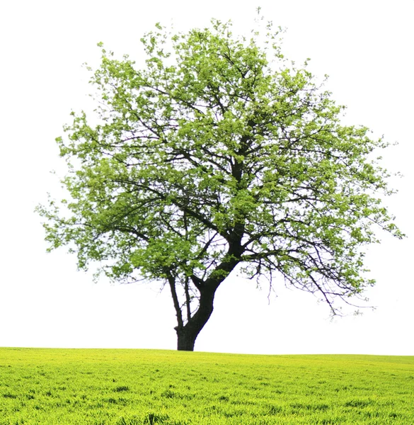Tree on field — Stock Photo, Image