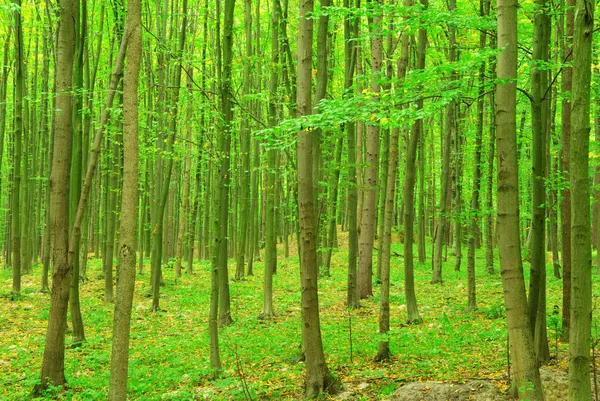 Orman — Stok fotoğraf