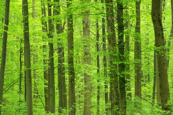 stock image Green forest