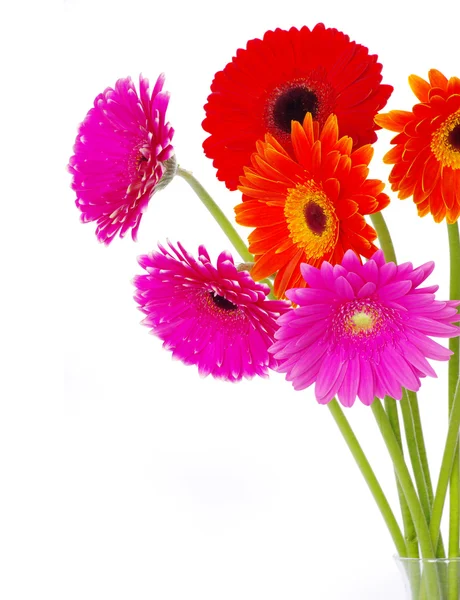 Flores gerberas — Foto de Stock