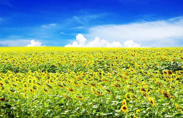 Champ de tournesol — Photo