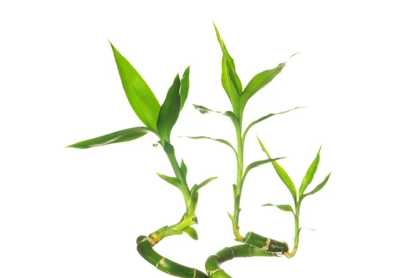 Groene bamboe — Stockfoto