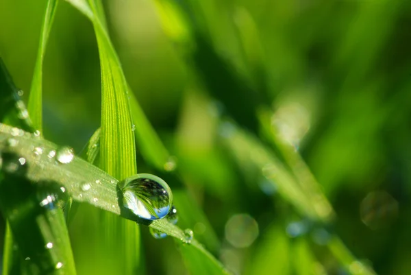 草の上の露の滴 — ストック写真
