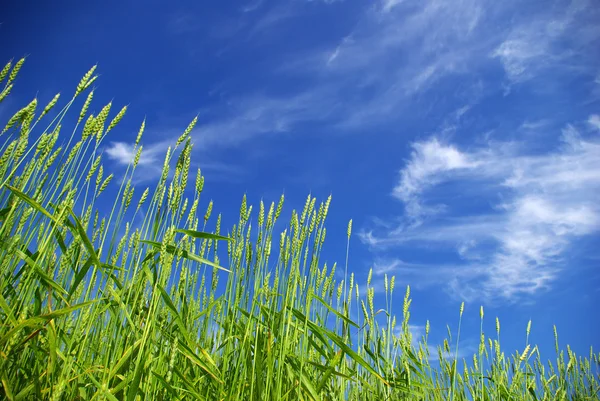Пшениця на небо — стокове фото