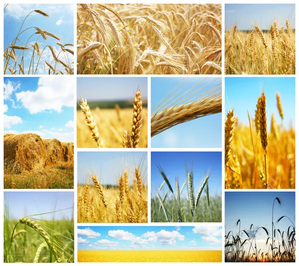 Wheat. Harvest Concepts. Cereal Collage Stock Photo by ©Subbotina 10688939