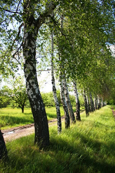 Birch sokağı — Stok fotoğraf