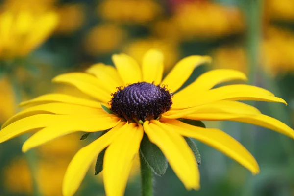 Fleurs jaunes dans un jardin — Photo