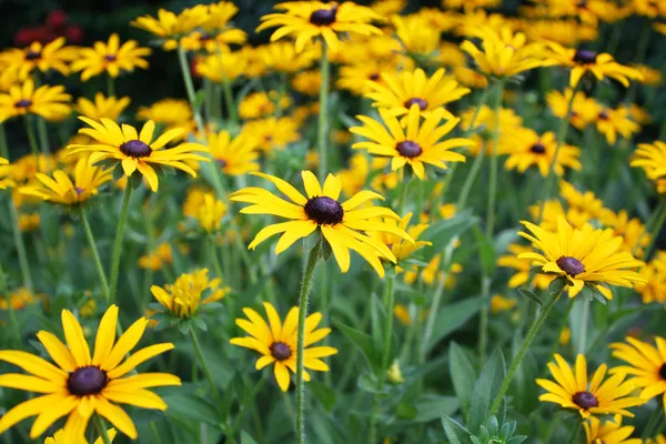 Κίτρινα λουλούδια σε έναν κήπο — Φωτογραφία Αρχείου