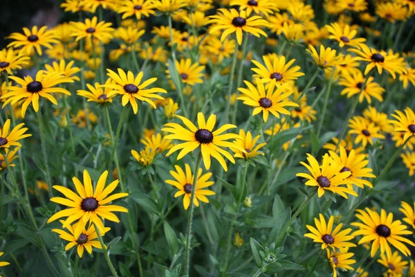 Sárga virágok a kertben — Stock Fotó