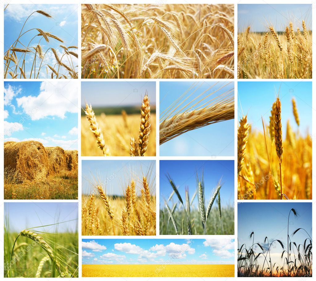 Harvest concepts