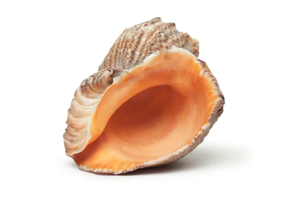 Beyaz arka plan üzerinde izole seashell — Stok fotoğraf