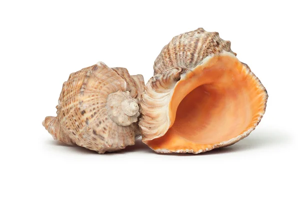 Seashells isolado sobre fundo branco — Fotografia de Stock