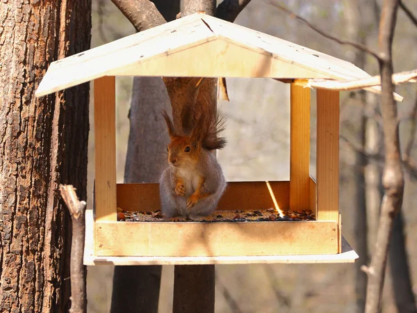 stock image Squirrel