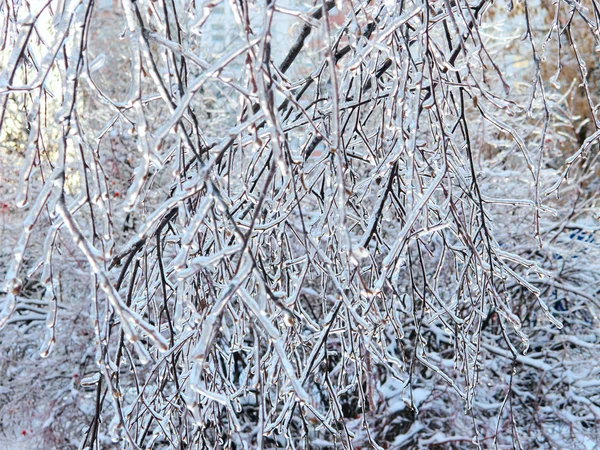 Ice-covered branches — Stock Photo, Image