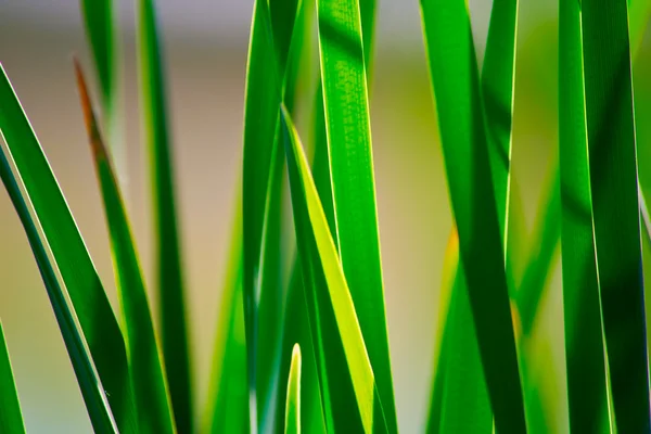 stock image Nature background with grass