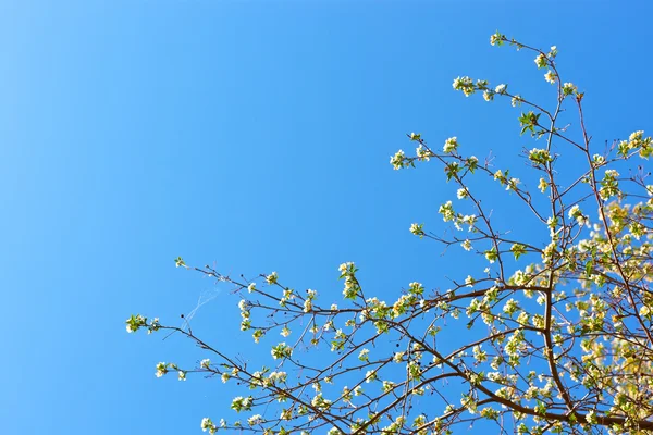 stock image Picture of apple flower on a light blue background