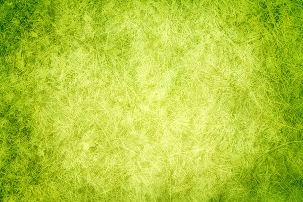 Textura verde hierba — Foto de Stock