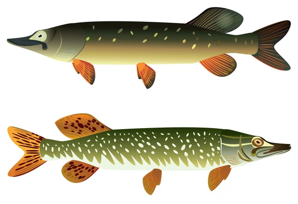 Pike balık ve benekli pike balık. — Stok fotoğraf