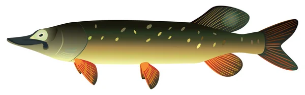 Pike fish. — Stock Photo, Image