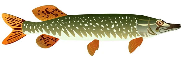 Pesce luccio maculato . — Foto Stock