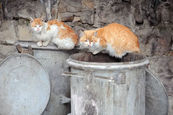 Два бродячих кота на мусорных баках — стоковое фото
