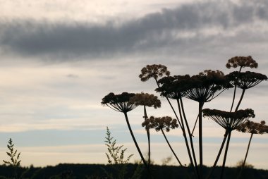Hogweed in the Background of the Cloudy Sky clipart
