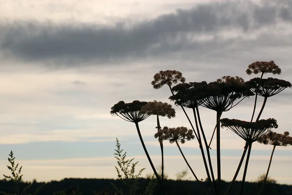 stock image Hogweed in the Background of the Cloudy Sky