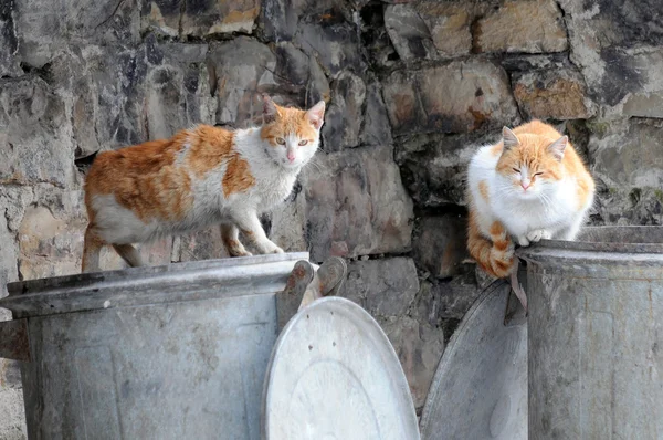 Dois gatos rasteiros em recipientes de lixo — Fotografia de Stock