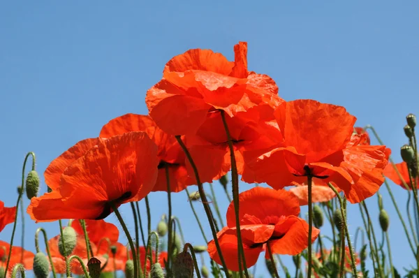 Poppies on sky background — Stock Photo, Image