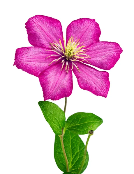 Цветок Клематиса — стоковое фото