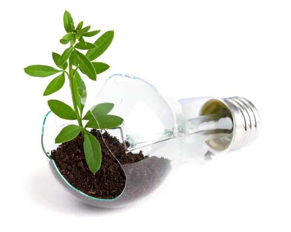 Lightbulb with plant growing inside — Stock Photo, Image