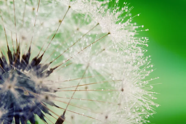 Close-up of wet dandelion seed with drops — Stock Photo, Image