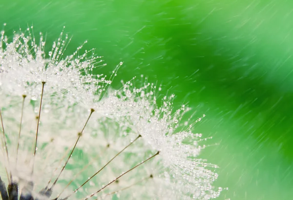 Крупним планом вологого насіння кульбаби з краплями — стокове фото