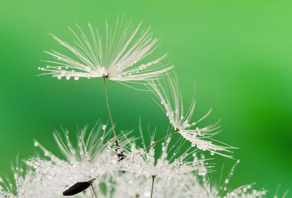 Крупный план семян одуванчиков с капельками — стоковое фото