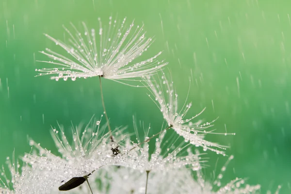 Close-up of wet dandelion seed with drops — Stock Photo, Image