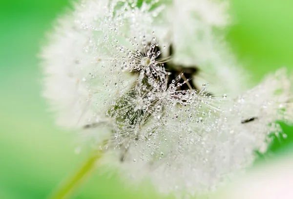 Damlalı ıslak karahindiba tohumunun yakın çekimi — Stok fotoğraf