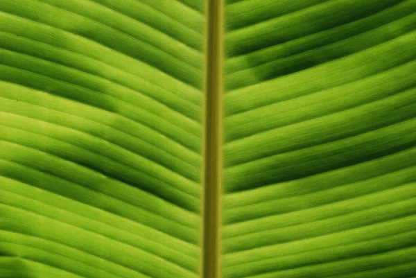Folha tropical Close-up — Fotografia de Stock