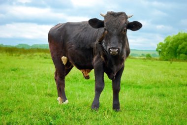 Bull Standing on the Grass clipart