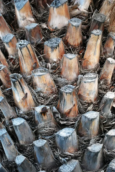 Palmiye ağacı gövdesi yapısı — Stok fotoğraf
