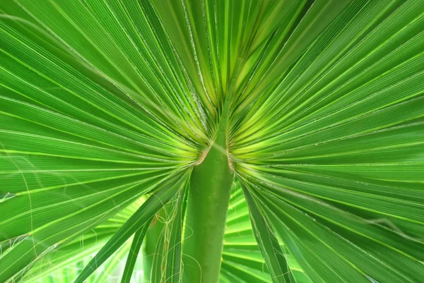 Экзотический тропический лист крупным планом — стоковое фото