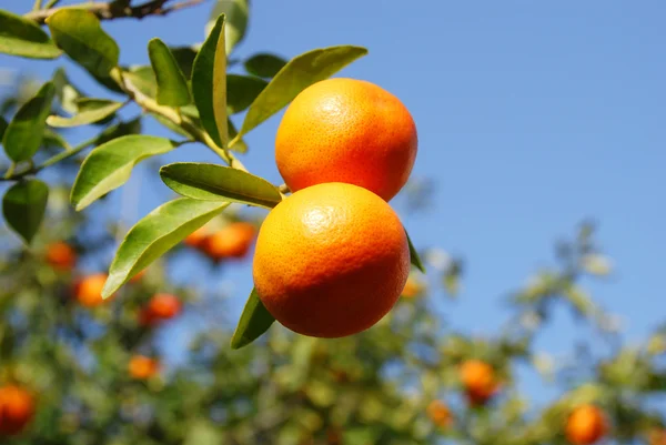 Mandarini solari — Foto Stock