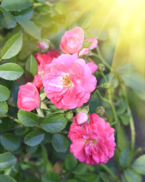stock image Brightly pink roses across from sunlight