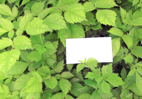 Liście zielone z pustej karty — Zdjęcie stockowe