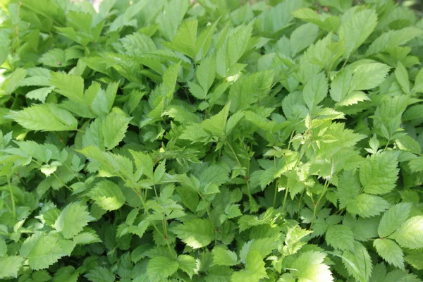 Vackra gröna blad gör mönster bakgrund — Stockfoto