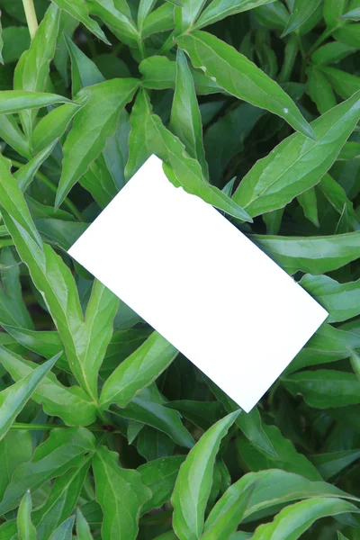 stock image Green leaves with empty card