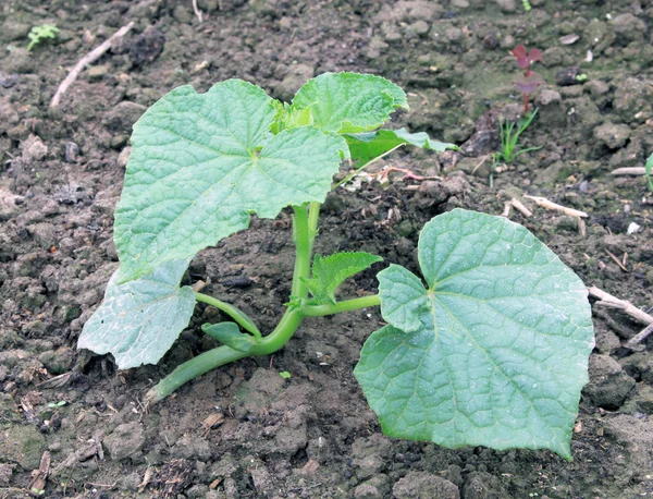 stock image Green cucumber plant on the ground