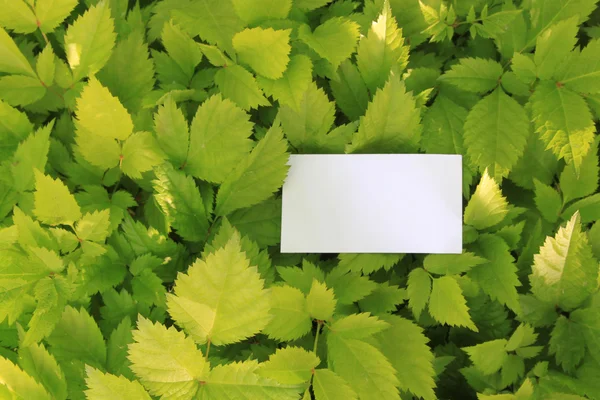 Zelené listy s prázdnou kartu — Stock fotografie