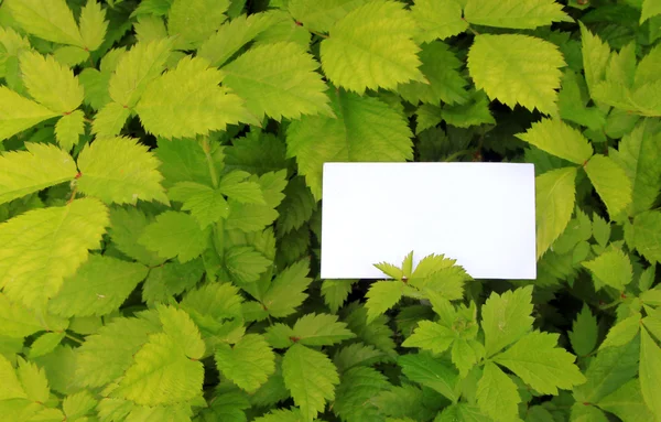 stock image Green leaves with empty card