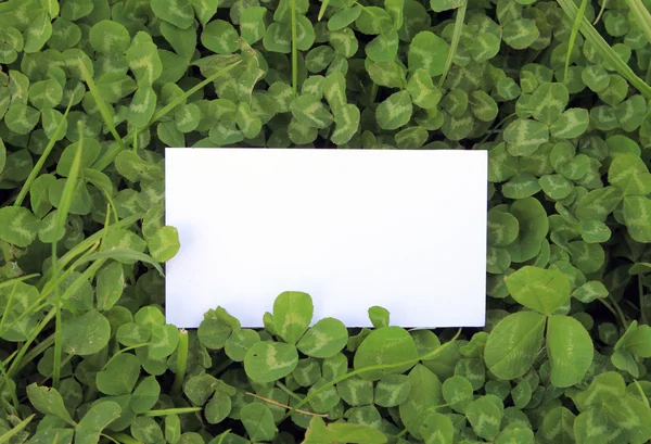 Green leaves of clover with empty card — Zdjęcie stockowe