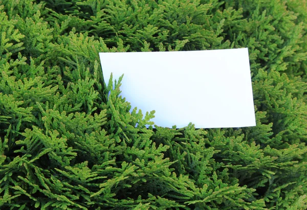 Green leaves with empty card — Stock Photo, Image